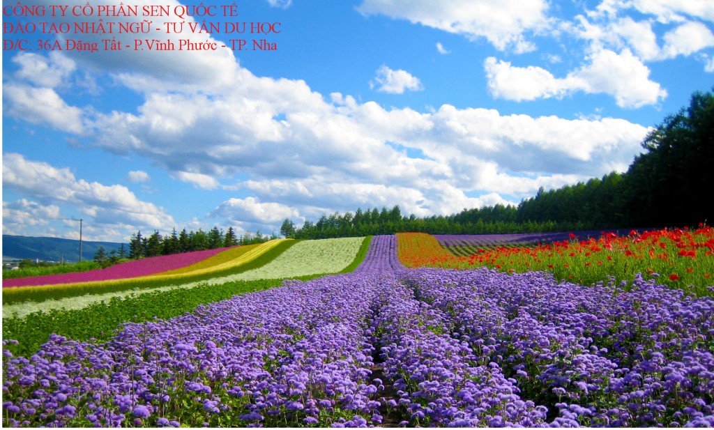 HÌNH ẢNH VỀ NHẬT BẢN