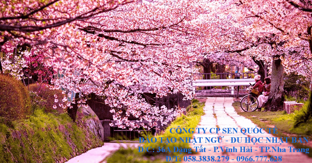 Dự báo lịch nở hoa anh đào năm 2016