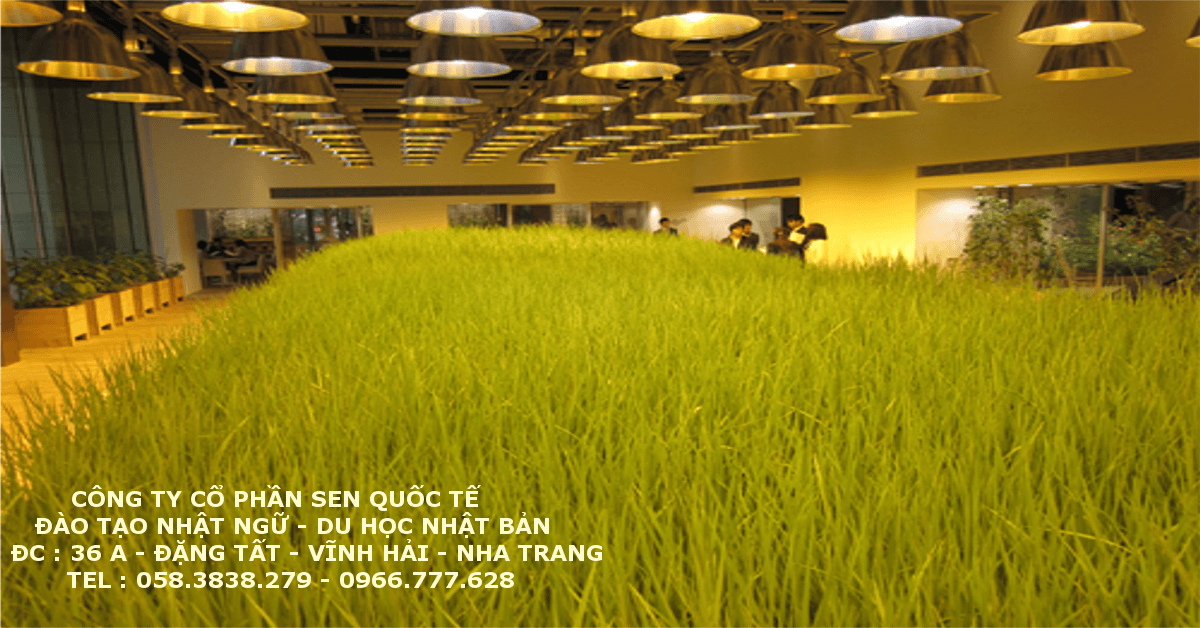 Read more about the article Ruộng lúa chín vàng óng trong văn phòng công ty Nhật