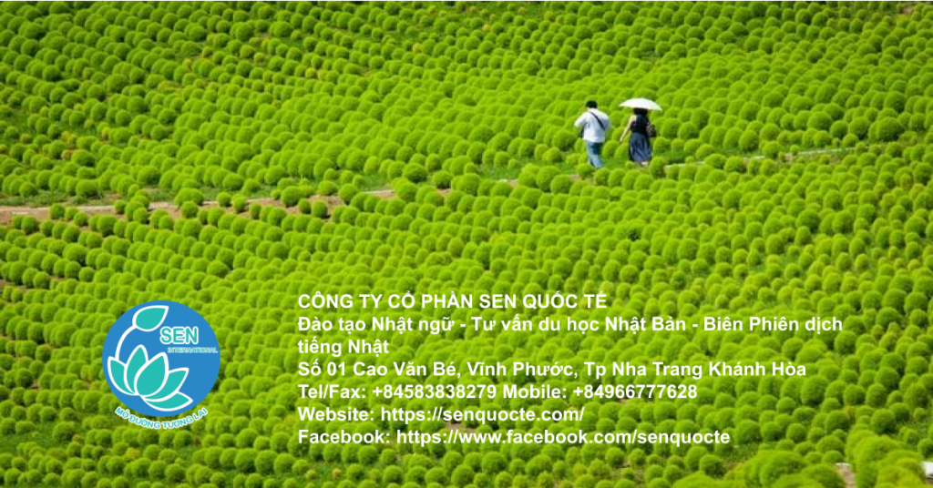 'Biển hoa' ở công viên Hitachi Seaside Nhật Bản